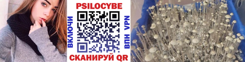 как найти закладки  Кувшиново  Псилоцибиновые грибы Magic Shrooms 